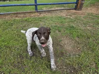 Al, a male German Shorthaired Pointer for sale in Grey Eagle, MN – 5 of 10