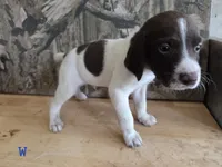 Cal, a male German Shorthaired Pointer for sale in Grey Eagle, MN – 1 of 5