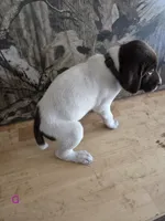Mary , a female German Shorthaired Pointer for sale in Grey Eagle, MN – 3 of 5