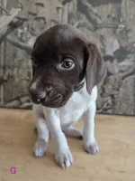 Mary , a female German Shorthaired Pointer for sale in Grey Eagle, MN – 5 of 5