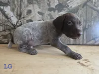 Del, a male German Shorthaired Pointer for sale in Grey Eagle, MN – 3 of 4