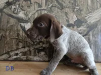Virg, a male German Shorthaired Pointer for sale in Grey Eagle, MN – 3 of 5