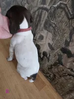 Ida, a female German Shorthaired Pointer for sale in Grey Eagle, MN – 5 of 5