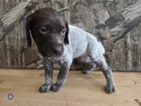 Tex, a male German Shorthaired Pointer for sale in Grey Eagle, MN – 4 of 4