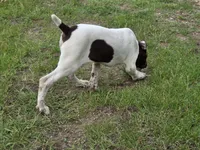 Ida, a female German Shorthaired Pointer for sale in Grey Eagle, MN – 2 of 10