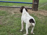 Ida, a female German Shorthaired Pointer for sale in Grey Eagle, MN – 5 of 10