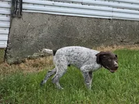 Al, a male German Shorthaired Pointer for sale in Grey Eagle, MN – 2 of 10