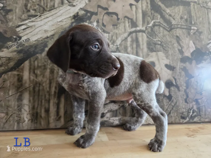 Louis – German Shorthaired Pointer puppy for sale in Grey Eagle, MN
