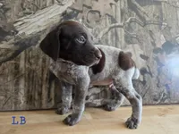 Louis, a male German Shorthaired Pointer for sale in Grey Eagle, MN – 1 of 3