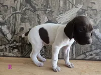 Ida, a female German Shorthaired Pointer for sale in Grey Eagle, MN – 2 of 5