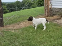 Ida, a female German Shorthaired Pointer for sale in Grey Eagle, MN – 6 of 10
