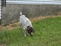 Al, a male German Shorthaired Pointer for sale in Grey Eagle, MN – 9 of 10