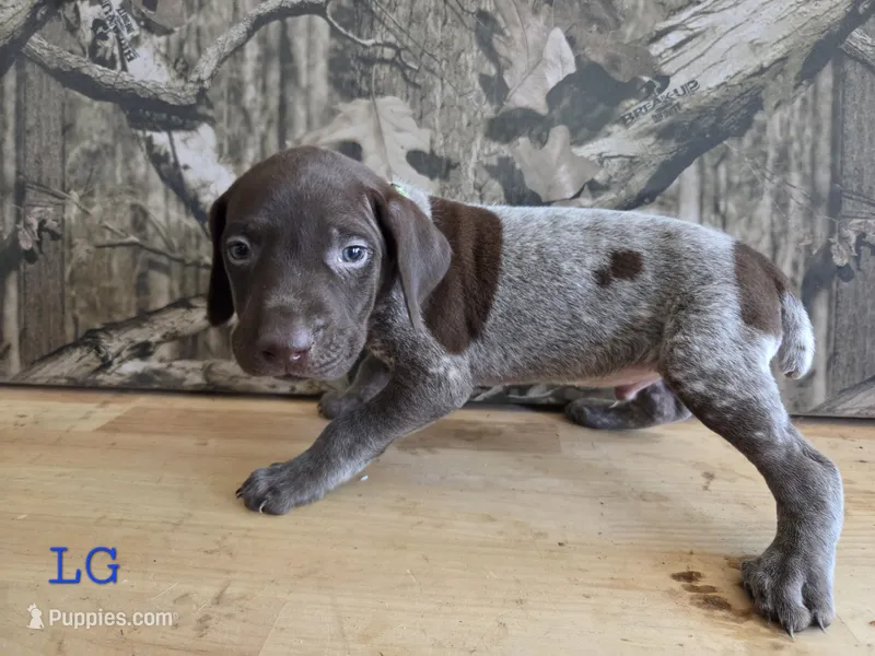 Del – German Shorthaired Pointer puppy for sale in Grey Eagle, MN