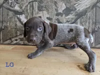Del, a male German Shorthaired Pointer for sale in Grey Eagle, MN – 1 of 4