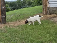 Ida, a female German Shorthaired Pointer for sale in Grey Eagle, MN – 3 of 10