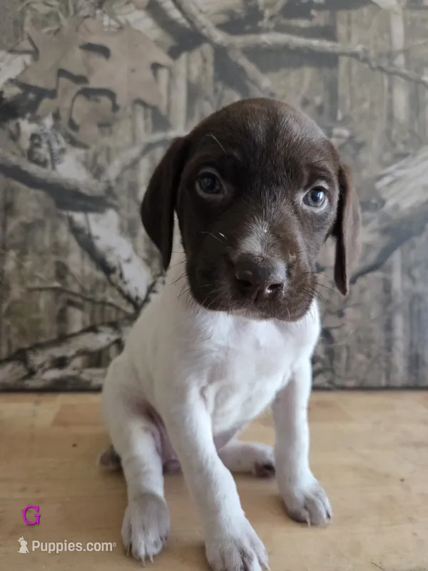 Mary  – German Shorthaired Pointer puppy for sale in Grey Eagle, MN