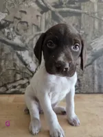 Mary , a female German Shorthaired Pointer for sale in Grey Eagle, MN – 1 of 5