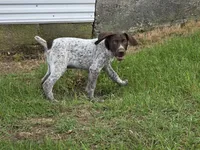 Al, a male German Shorthaired Pointer for sale in Grey Eagle, MN – 4 of 10