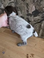 Tex, a male German Shorthaired Pointer for sale in Grey Eagle, MN – 3 of 4