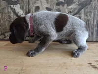 Minne, a female German Shorthaired Pointer for sale in Grey Eagle, MN – 2 of 4