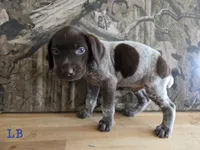 Louis, a male German Shorthaired Pointer for sale in Grey Eagle, MN – 3 of 3