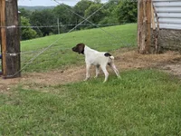 Ida, a female German Shorthaired Pointer for sale in Grey Eagle, MN – 9 of 10