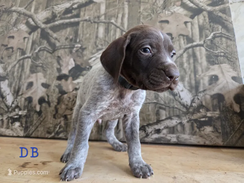 Virg – German Shorthaired Pointer puppy for sale in Grey Eagle, MN