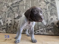 Virg, a male German Shorthaired Pointer for sale in Grey Eagle, MN – 1 of 5