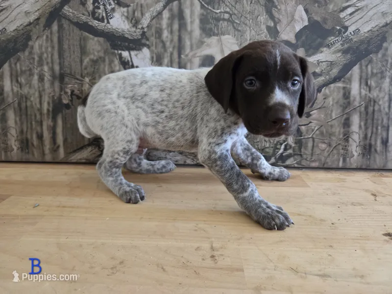 Al – German Shorthaired Pointer puppy for sale in Grey Eagle, MN