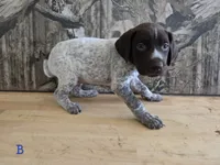 Al, a male German Shorthaired Pointer for sale in Grey Eagle, MN – 1 of 4