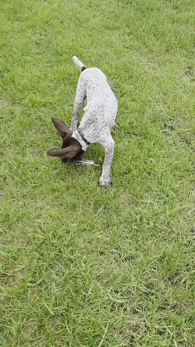Al, a male German Shorthaired Pointer for sale in Grey Eagle, MN – 10 of 10