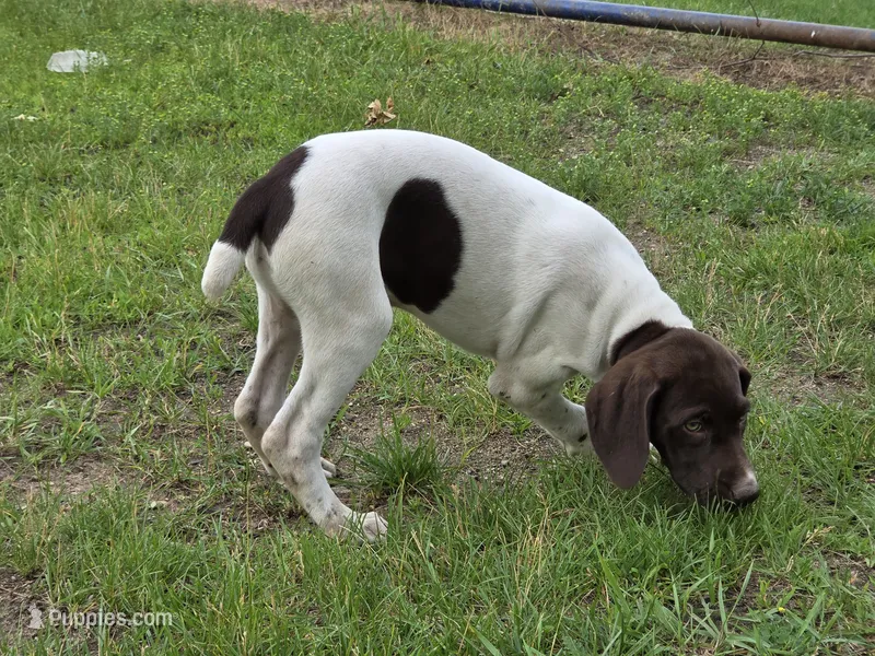 Ida – German Shorthaired Pointer puppy for sale in Grey Eagle, MN