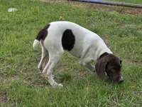 Ida, a female German Shorthaired Pointer for sale in Grey Eagle, MN – 1 of 10
