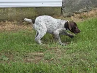 Al, a male German Shorthaired Pointer for sale in Grey Eagle, MN – 3 of 10