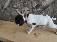 Cal, a male German Shorthaired Pointer for sale in Grey Eagle, MN – 2 of 5