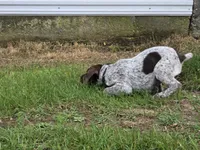 Al, a male German Shorthaired Pointer for sale in Grey Eagle, MN – 8 of 10