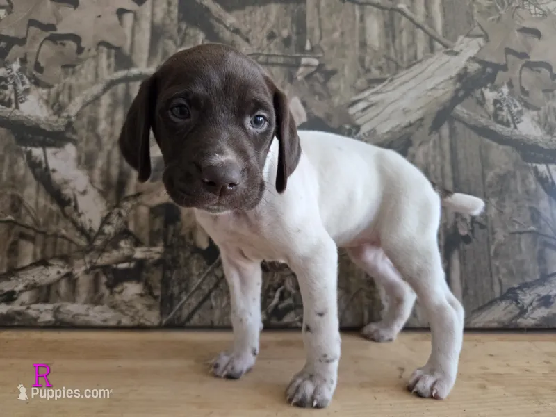 Ida – German Shorthaired Pointer puppy for sale in Grey Eagle, MN