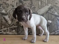 Ida, a female German Shorthaired Pointer for sale in Grey Eagle, MN – 1 of 5
