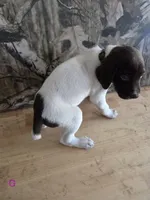 Mary , a female German Shorthaired Pointer for sale in Grey Eagle, MN – 4 of 5