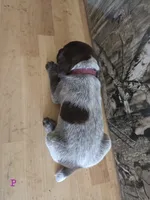 Minne, a female German Shorthaired Pointer for sale in Grey Eagle, MN – 3 of 4