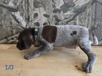 Del, a male German Shorthaired Pointer for sale in Grey Eagle, MN – 2 of 4