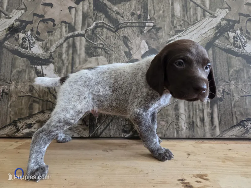 Tex – German Shorthaired Pointer puppy for sale in Grey Eagle, MN
