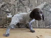 Tex, a male German Shorthaired Pointer for sale in Grey Eagle, MN – 1 of 4
