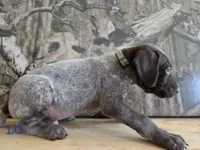 Del, a male German Shorthaired Pointer for sale in Grey Eagle, MN – 4 of 4