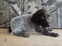 Minne, a female German Shorthaired Pointer for sale in Grey Eagle, MN – 4 of 4