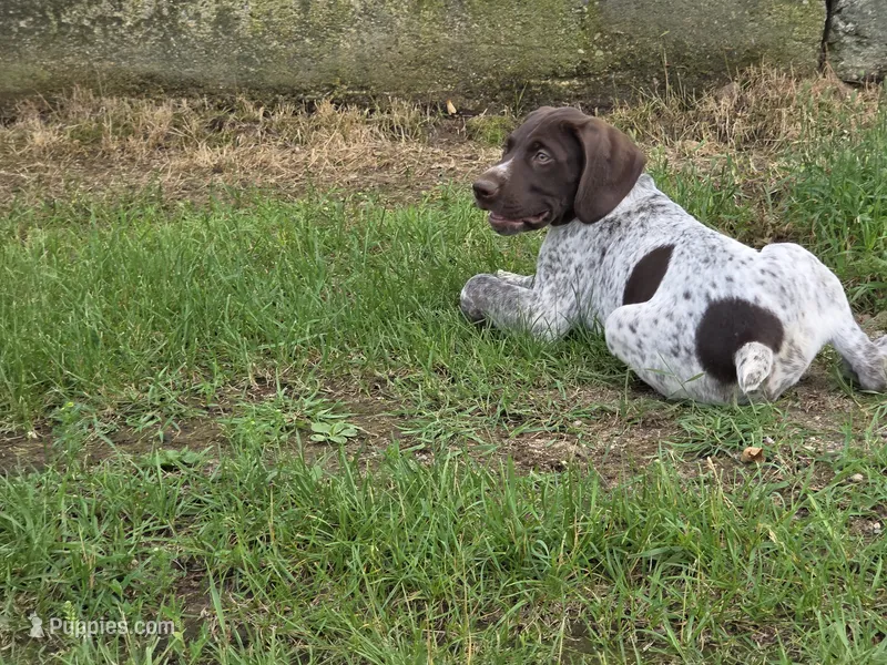 Al – German Shorthaired Pointer puppy for sale in Grey Eagle, MN