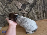 Virg, a male German Shorthaired Pointer for sale in Grey Eagle, MN – 5 of 5