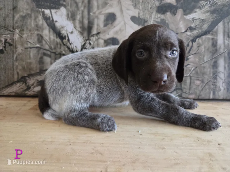 Minne – German Shorthaired Pointer puppy for sale in Grey Eagle, MN