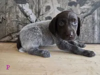 Minne, a female German Shorthaired Pointer for sale in Grey Eagle, MN – 1 of 4