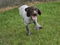 Al, a male German Shorthaired Pointer for sale in Grey Eagle, MN – 6 of 10